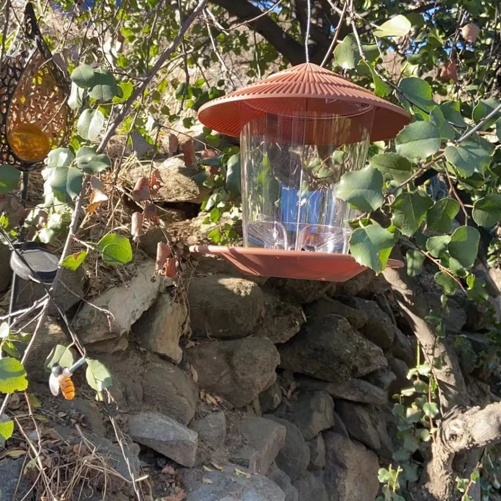 N/A wild bird