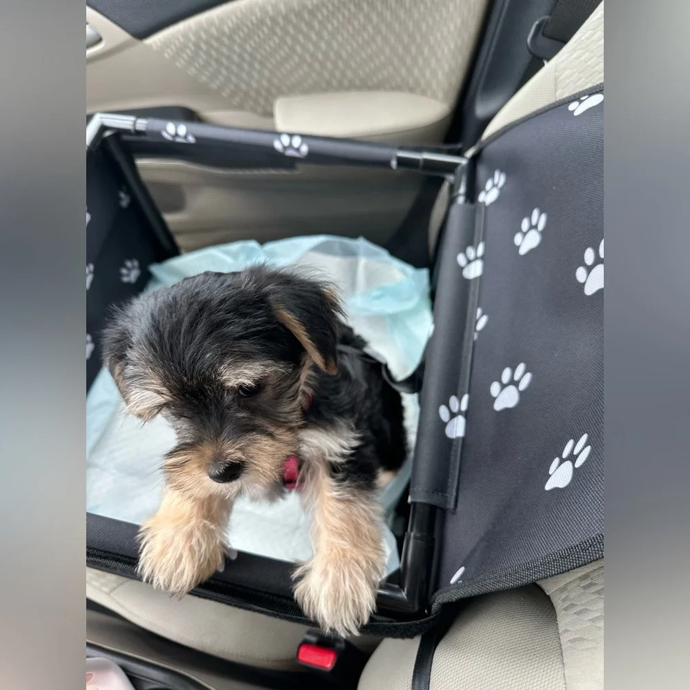 Dog Car Seat w/ leash for dog to clip in