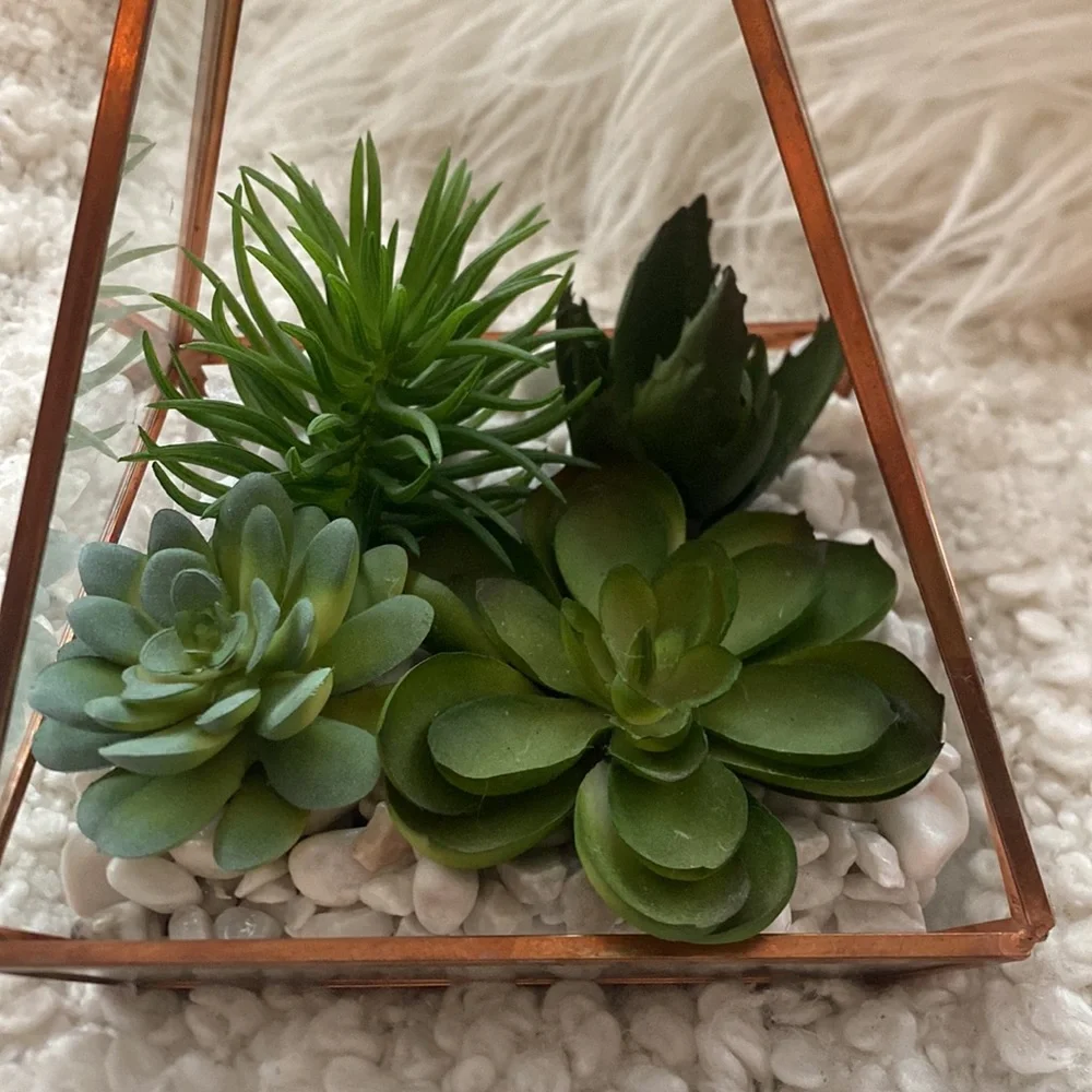 home goods nwt succulent
