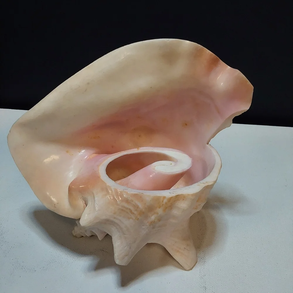 Natural Large Pink QUEEN Conch Shell Seashell Aquarium Beach Decor