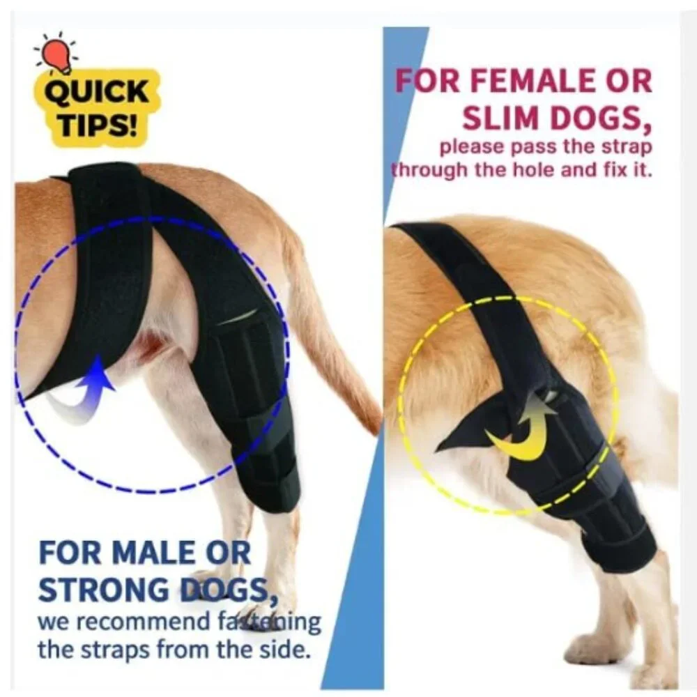 Pawfun dog knee