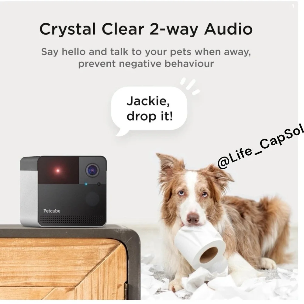 Petcube play wi