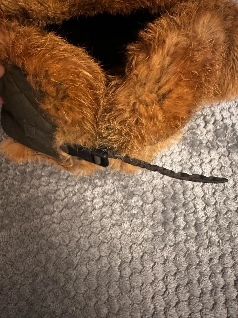 Surell real rabbit