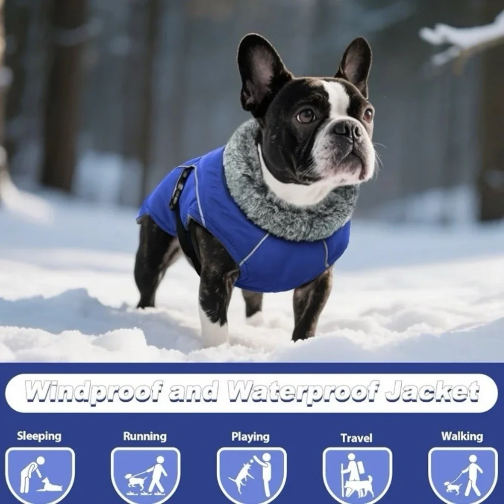 Does Not Apply winter dog