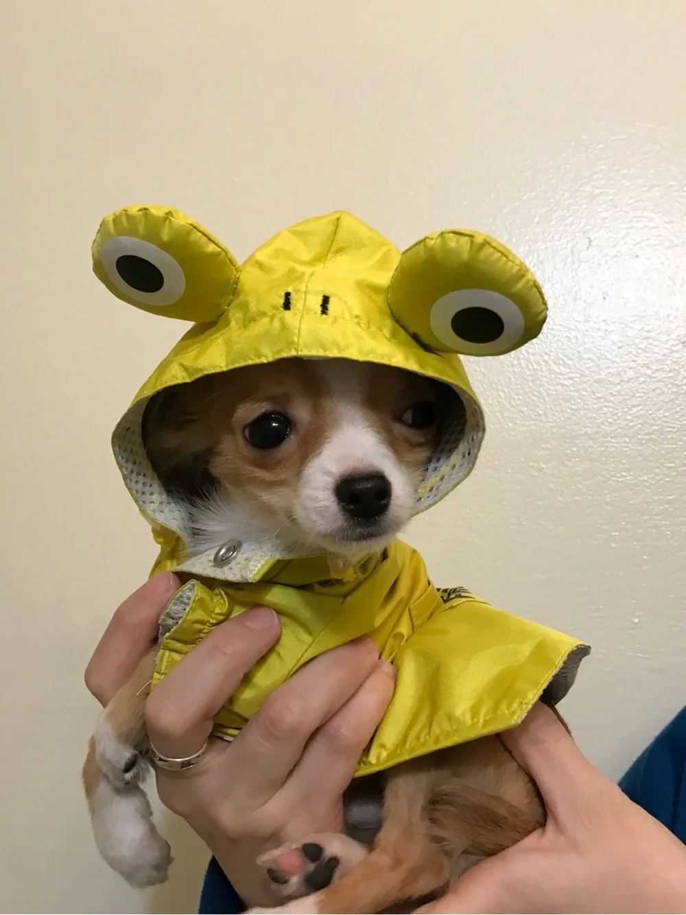 Idog & icat bright yellow