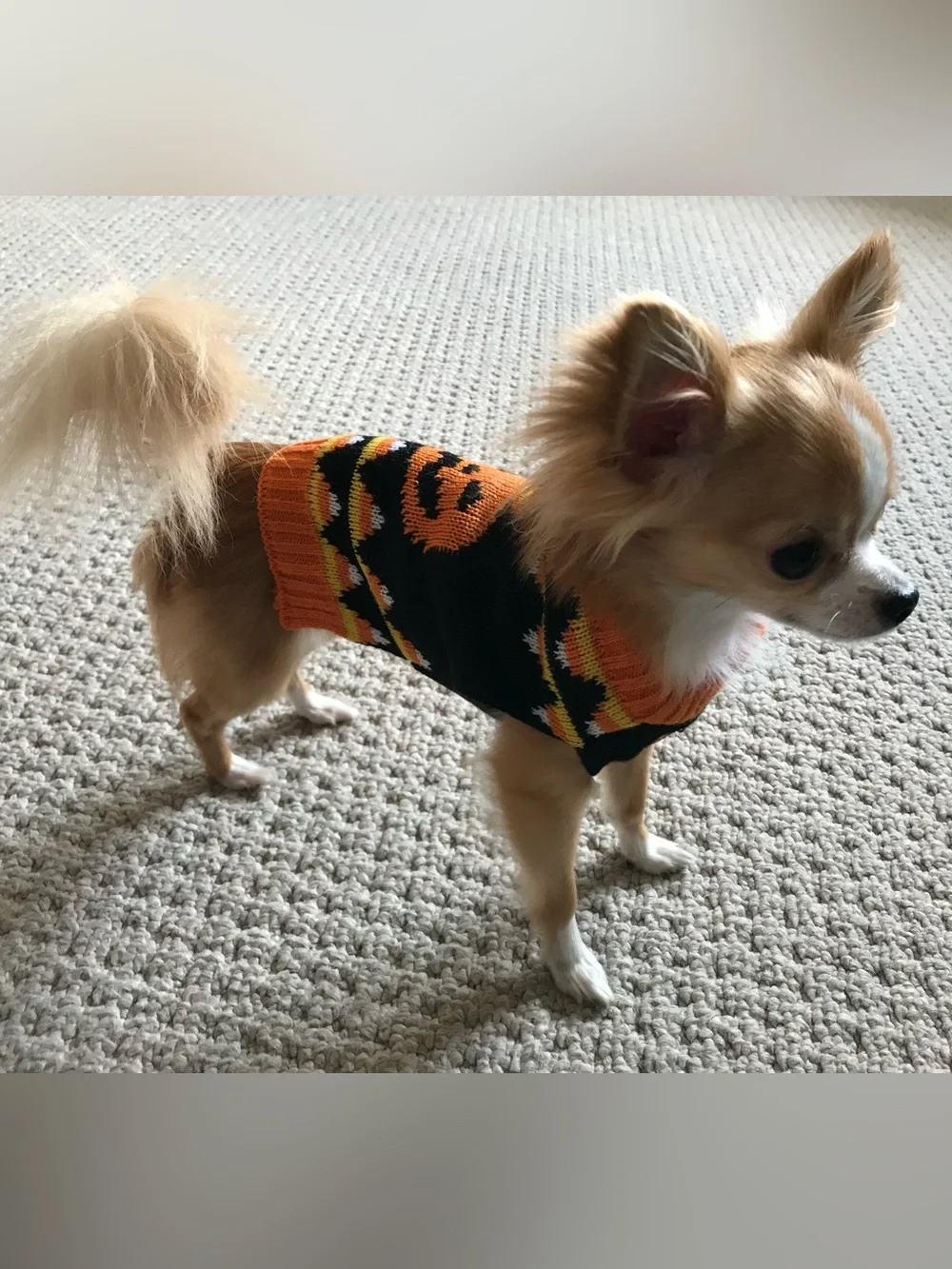 Simply dog cozy black