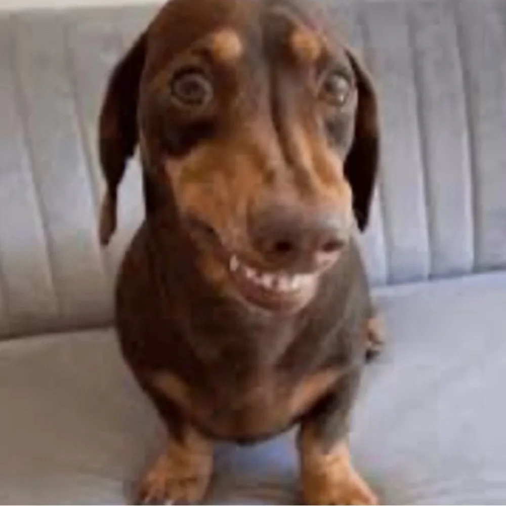 N/A dachshund doxie