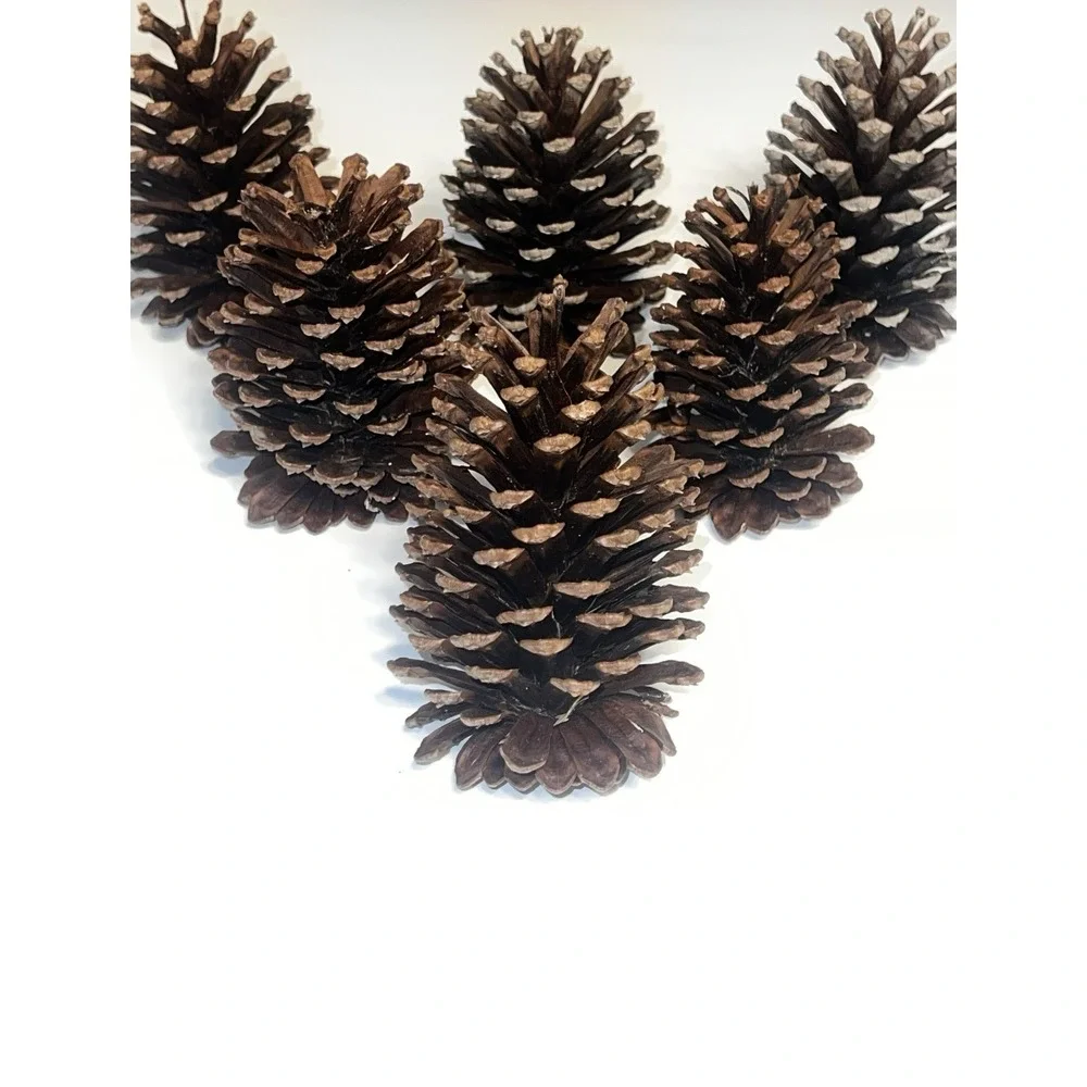 Bundle Of 18 PineCones Handpicked Washed Sun-dried Excellent Condition