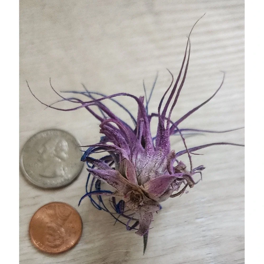 Purple Blue‎ Color Treated Dried Airplant Small Tillandsia Botanical Decor