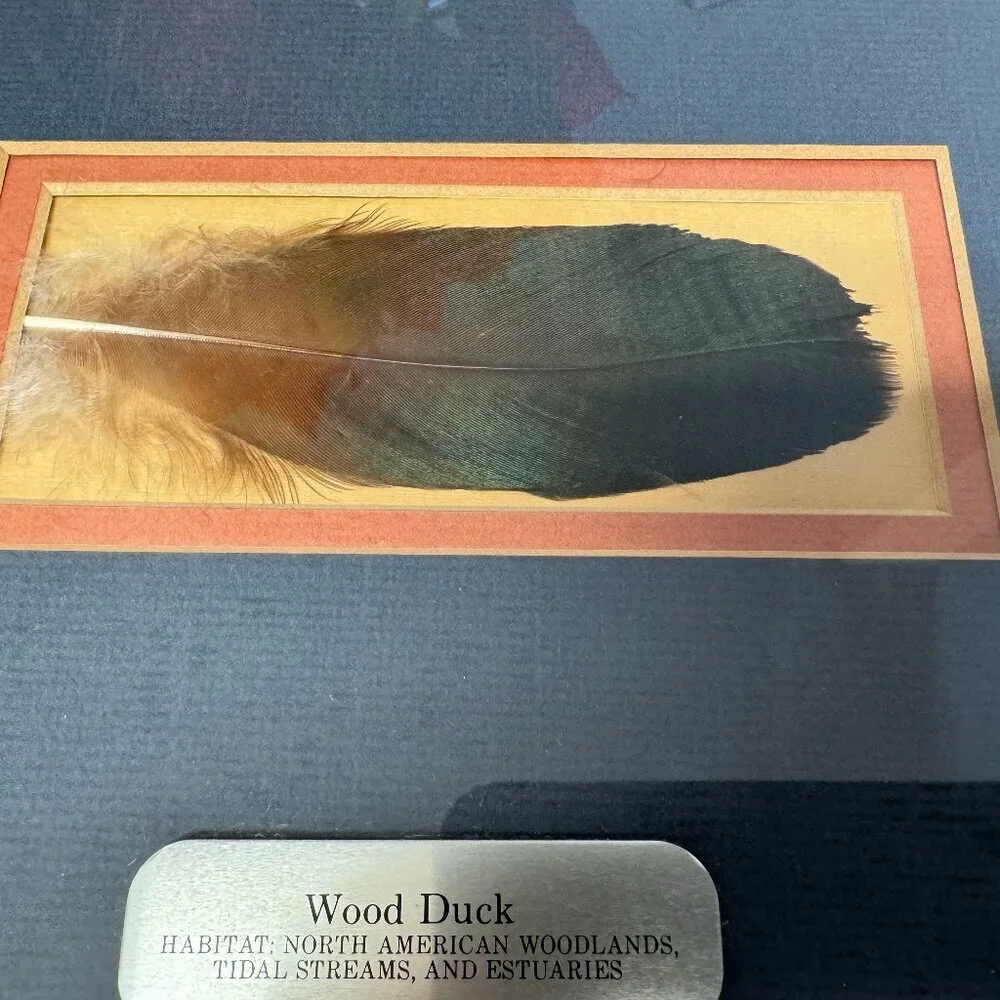Vintage Wall Decor Wood Duck Real original feather Wooden Frame 18.5