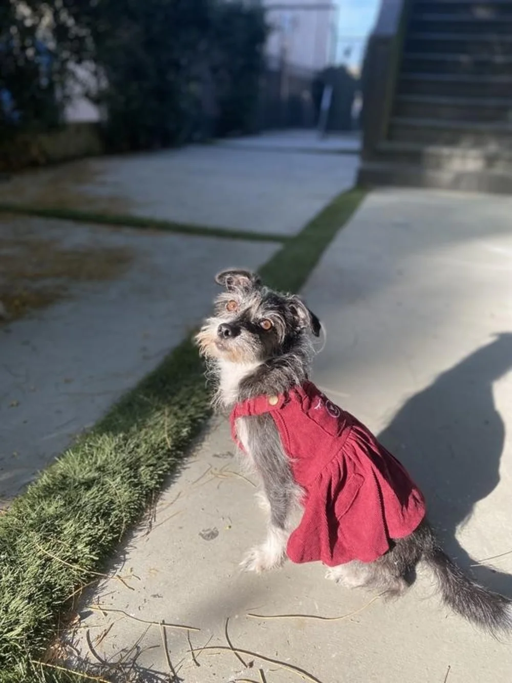 Frisco soft red