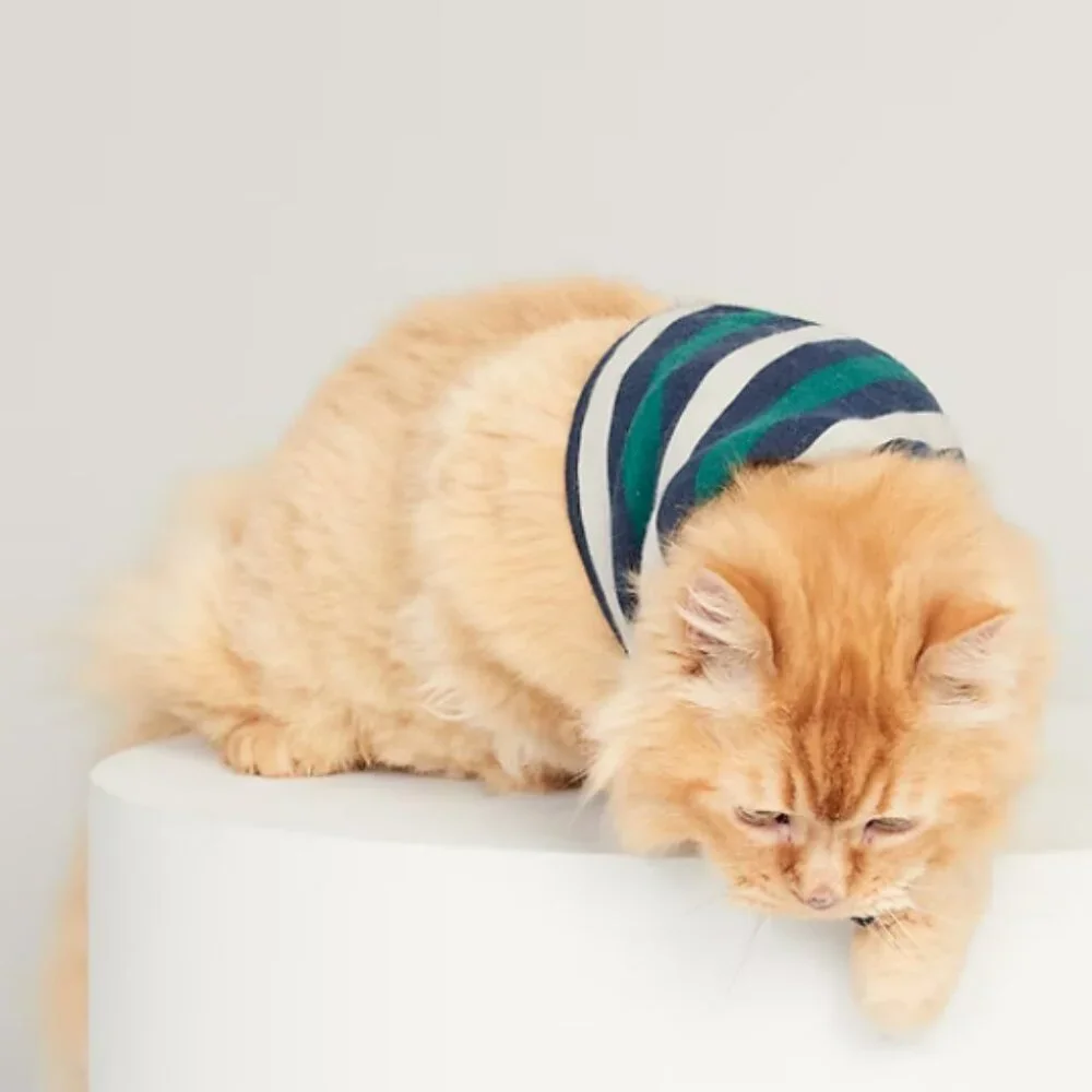 Old Navy old navy