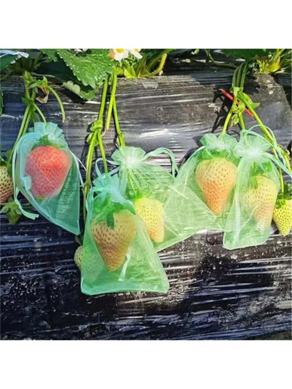 N/A 🧿fruit netting