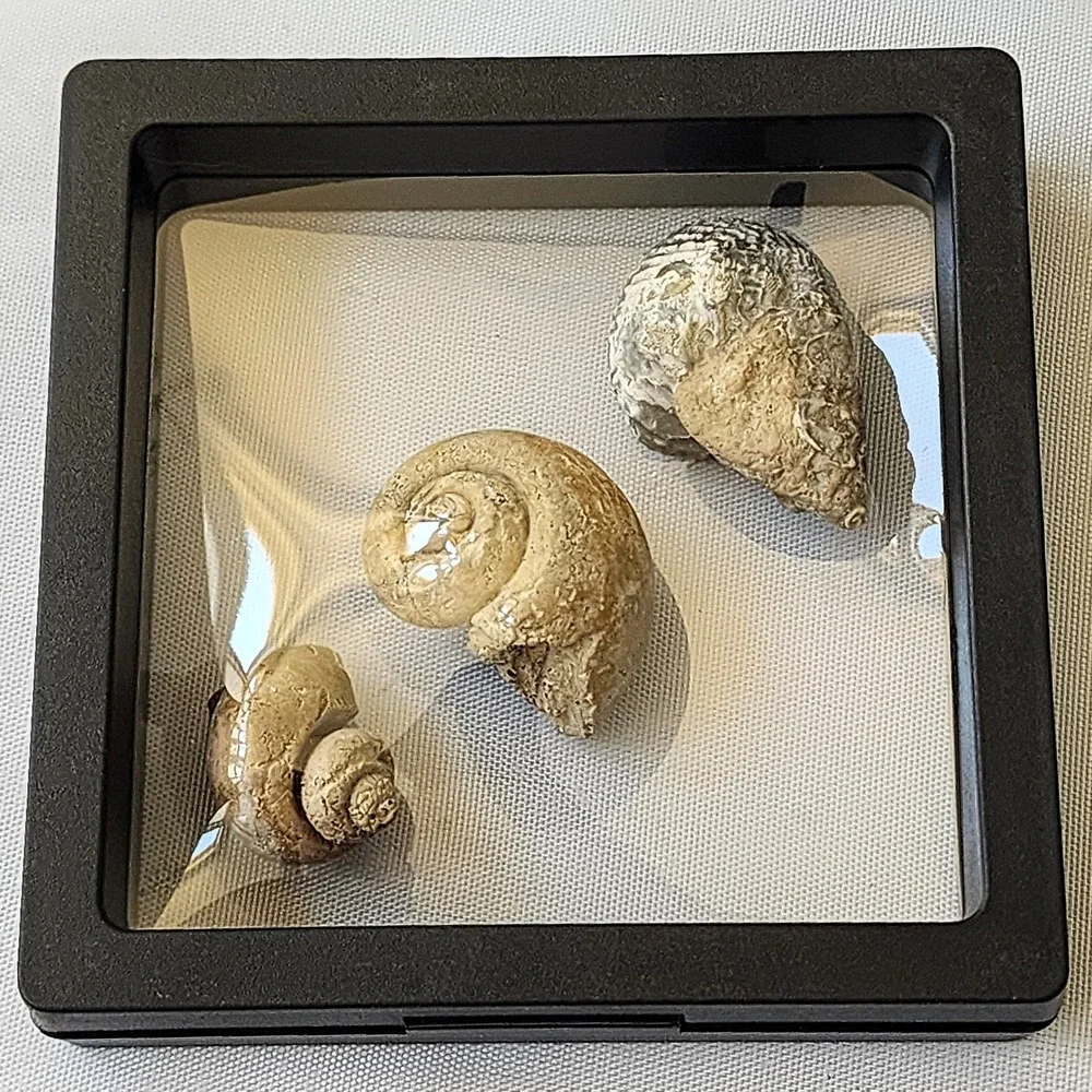 Fossil late cretaceous