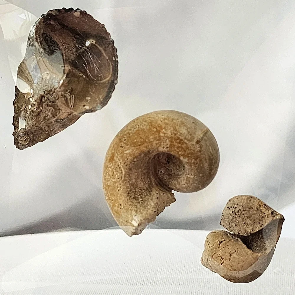 Fossil late cretaceous