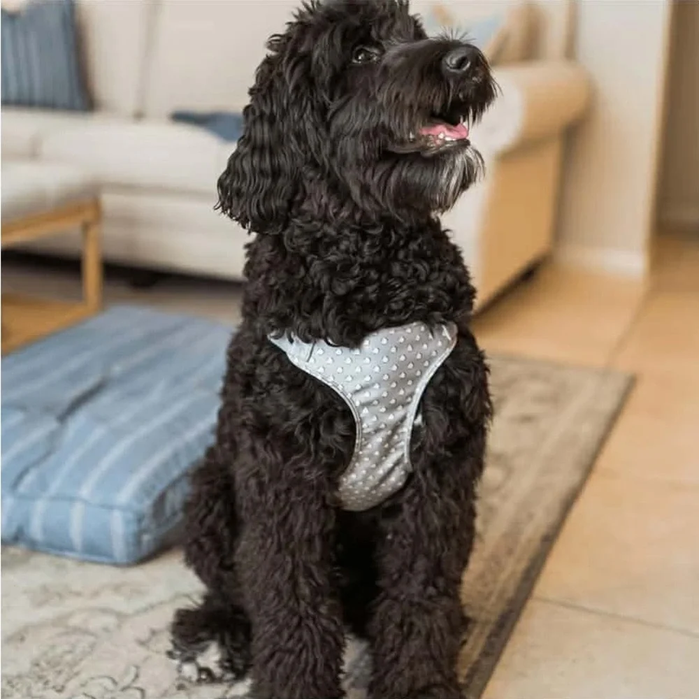 Vera Bradley Aqua Turtle Dog Harness