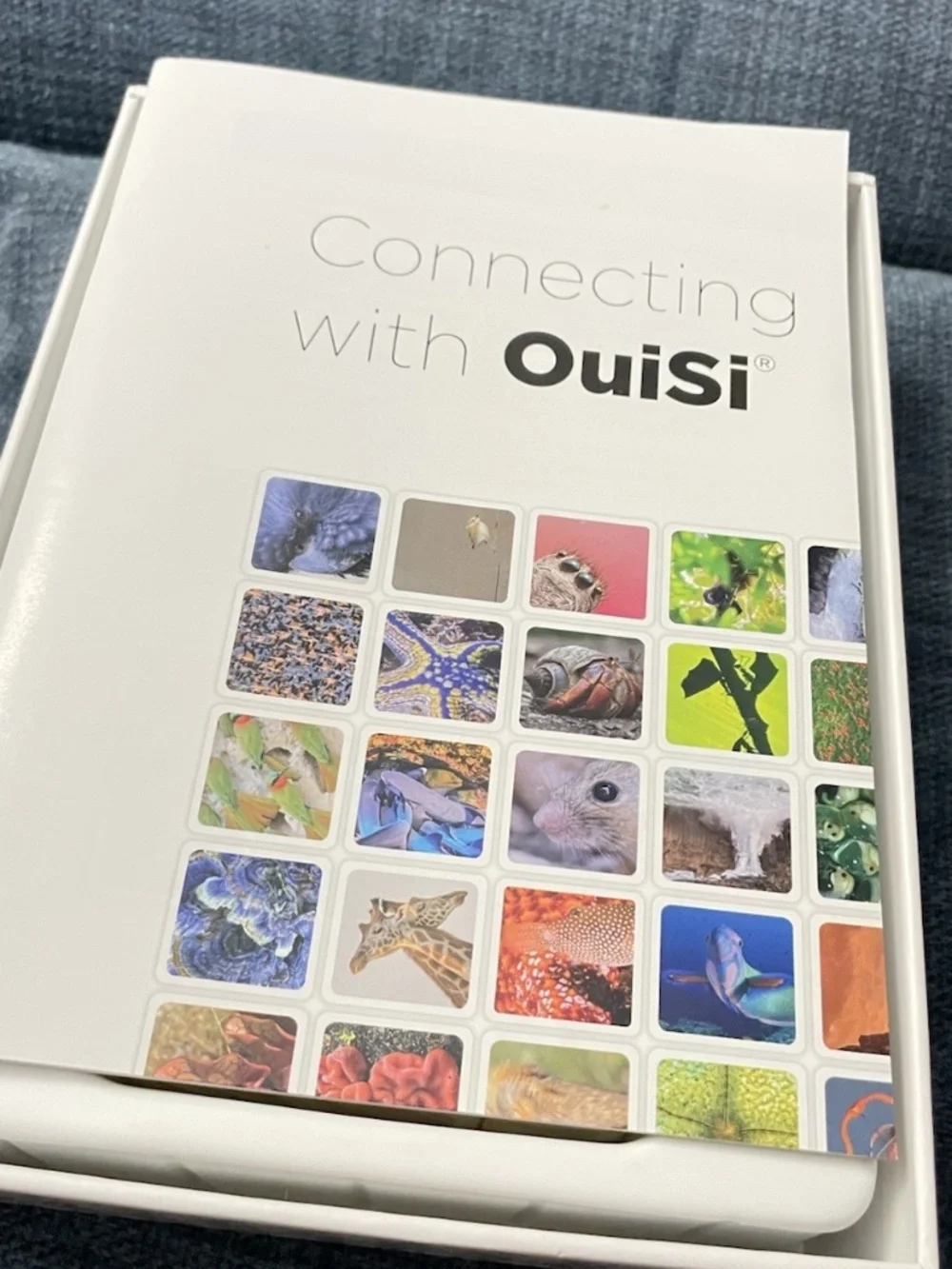 ouisi new open