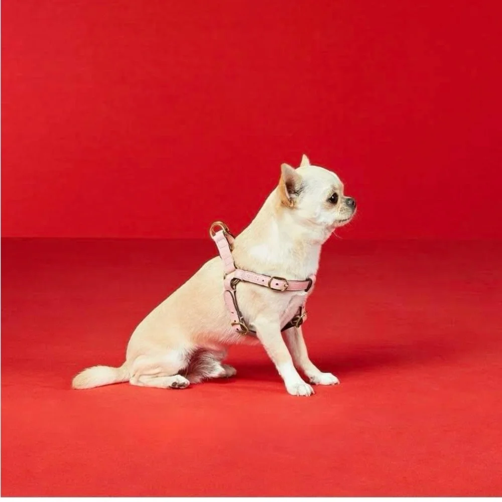 Gucci new dog