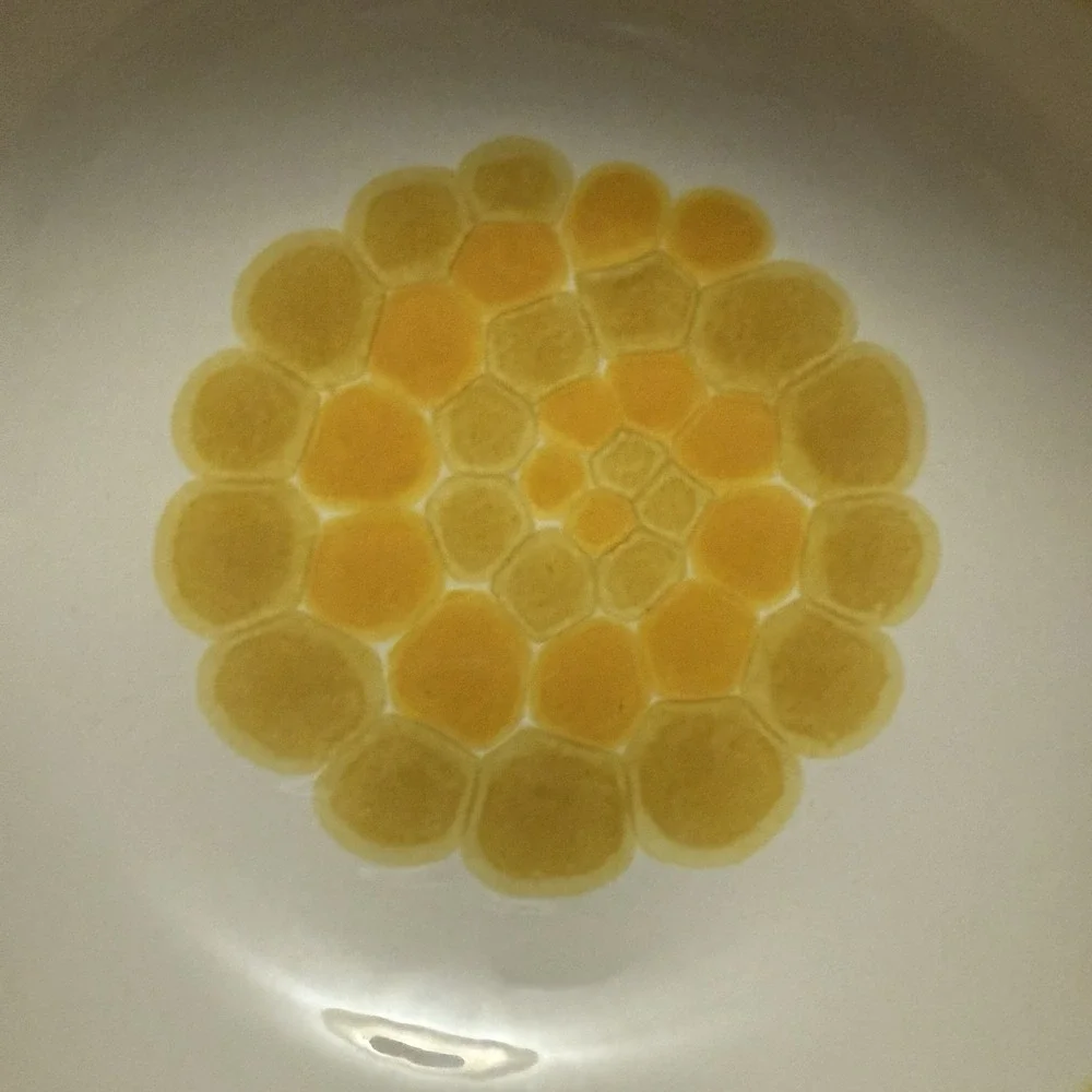 Franciscan sundance yellow