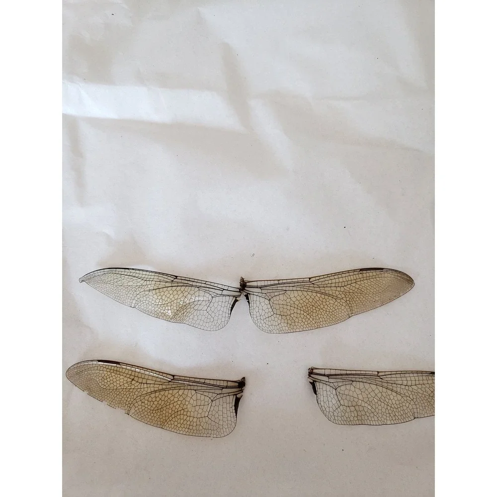 N/A real dragonfly