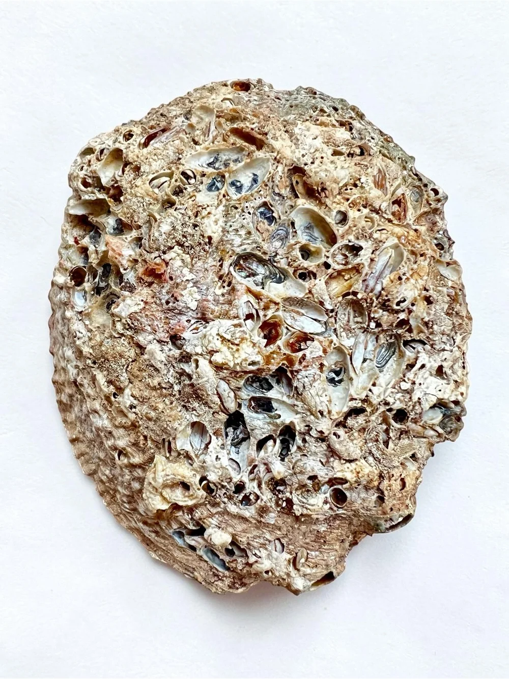N/A large abalone