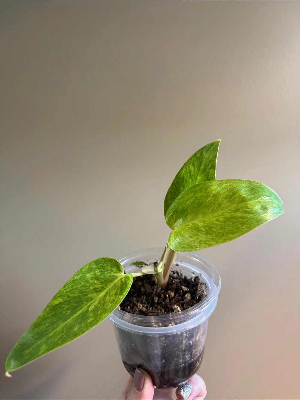 Philodendron Painted Lady - Rooted