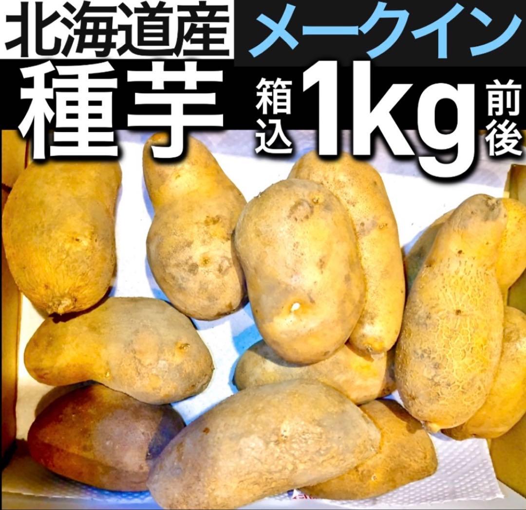 51. Hokkaido-grown May Queen Seed Potatoes, approx. 1kg (including box)