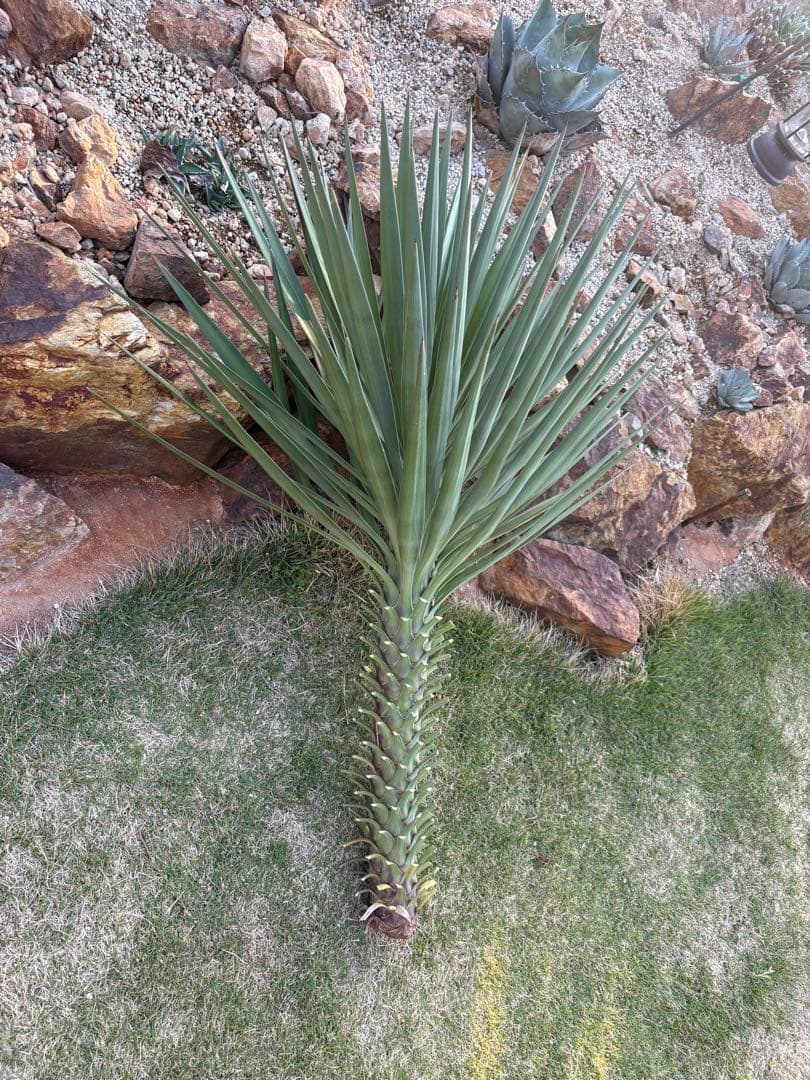 yucca aloifolia